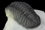 Detailed Morocops Trilobite - Top Quality Specimen #88870-3